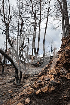 Dadia forest Restoration and Regrowth After Wildfire Evros Greece, mount Parnitha, Rodopi, Euboea Island, Evia, British