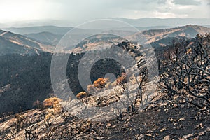 Dadia forest Restoration and Regrowth After Wildfire Evros Greece, mount Parnitha, Rodopi, Euboea Island, Evia, British