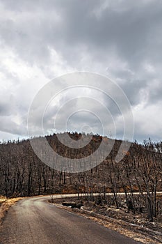 Dadia forest Restoration and Regrowth After Wildfire Evros Greece, mount Parnitha, Rodopi, Euboea Island, Evia, British