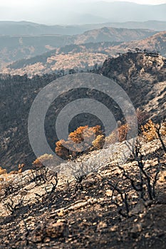 Dadia forest Restoration and Regrowth After Wildfire Evros Greece, mount Parnitha, Rodopi, Euboea Island, Evia, British Columbia,