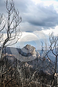 Dadia forest Restoration and Regrowth After Wildfire Evros Greece, mount Parnitha, Rodopi, Euboea Island, Evia, British Columbia,