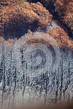 Dadia forest Restoration and Regrowth After Wildfire Evros Greece, mount Parnitha, Rodopi, Euboea Island, Evia, British Columbia,