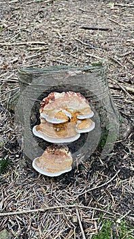 Daedalea quercina is a species of fungus in the family Fomitopsidaceae