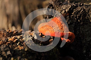 Daedaleopsis confragosa autumn mushroom growing on dead tree trunk