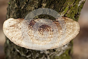 Daedaleopsis confragosa