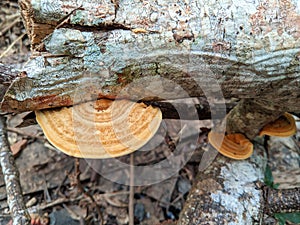 Daedaleopsis confragosa, commonly known as thin-walled labyrinth polypore or blushing bracket, clings to tree branches