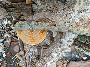 Daedaleopsis confragosa, commonly known as thin-walled labyrinth polypore or blushing bracket, clings to tree branches