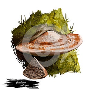 Daedaleopsis confragosa, thin walled maze polypore or blushing bracket mushroom closeup digital art illustration. Boletus has