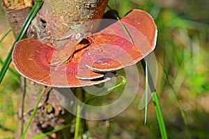 Daedaleopsis tricolor mushroom