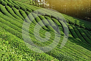 Daehandawon Green tea plantation in Boseong,South Korea