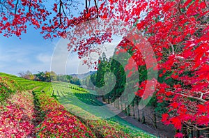 Daehandawon Green tea plantation in Boseong,South Korea