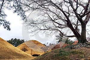 Daereungwon tomb complex photo