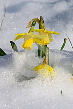 Daffodil 04