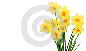 Daffodil