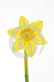 Daffodil