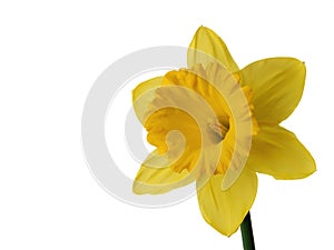 Daffodil