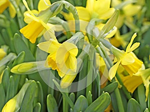 Daffodil