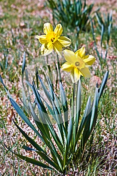 Daffodil