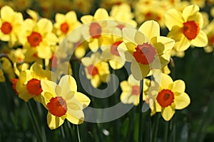 Daffodils in back light