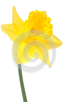 Daffodil