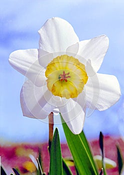 Daffodil