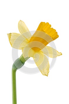 Daffodil