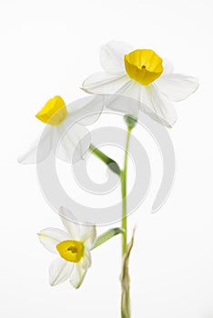 Daffodil