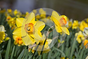 The Daffodil