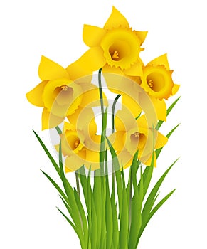 Daffodil