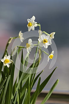 Daffodil