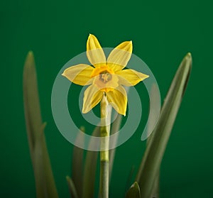 Daffodil