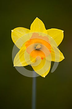 Daffodil