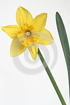 Daffodil