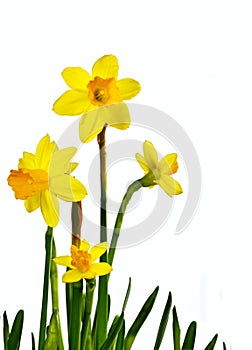 Daffodil