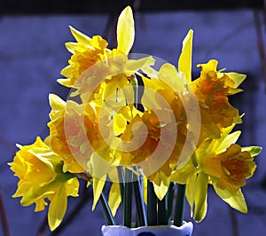 Daffodil