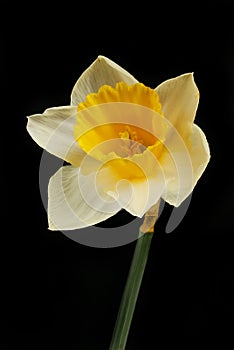 Daffodil against black