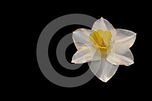 Daffodil against an Inky Black Backdrop