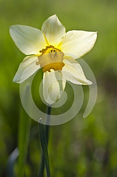 Daffodil in back light