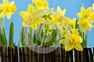 Daffodil behind fance on blue background photo