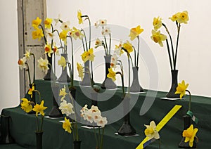 A daffodil bloom display stand in the Junior School section of the annual Spring Festival held in Barnett`s Demesne Belfast N