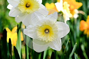 The daffodil blooming in spring