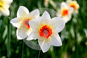 The daffodil blooming in spring