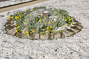 Daffodil Blooms and Blossoms in the Snow