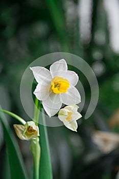 Daffodil blossom with green background