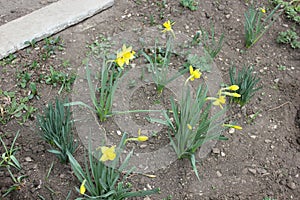 Daffodil in blossom in spring season in April