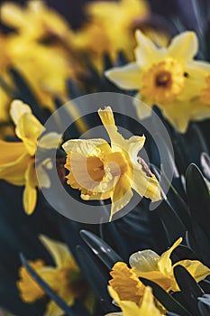 Daffodil blossoms and buds; Narcissus pseudonarcissus; Yellow sp