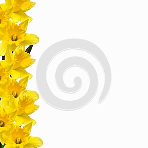 Daffodil Border