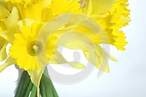 Daffodil Bouquet