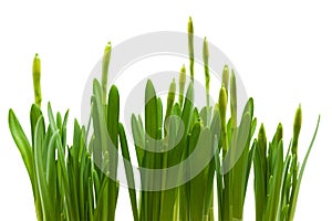 Daffodil buds growth isolated white