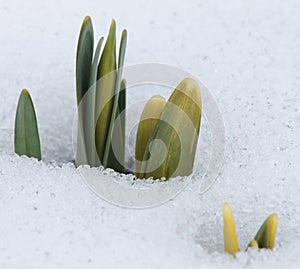 Daffodil Buds Pushing Up Through the Snow